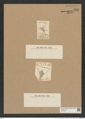 Triceratium pileus Ehr. (de-Toni-Nr.: Genus 140, Species 3833) Zeichnungen Sammlung Grunow Nr. 7331 (NHMW-BOT-W0376373)